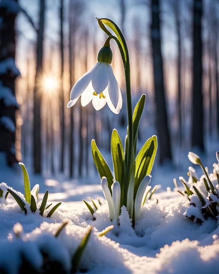 Toca brillar. Imbolc y Brigit.